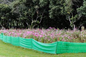 庄内緑地公園、コスモス、10月の秋の花、名古屋市西区の観光・撮影スポットの画像と写真