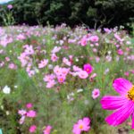 庄内緑地公園、コスモス、10月の秋の花、名古屋市西区の観光・撮影スポットの画像と写真