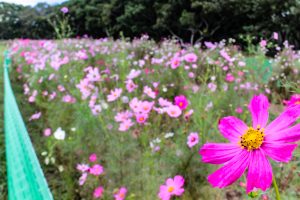 庄内緑地公園、コスモス、10月の秋の花、名古屋市西区の観光・撮影スポットの画像と写真