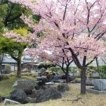 万葉公園高松分園、河津桜、3月の春の花、愛知県一宮市の観光・撮影スポットの画像と写真