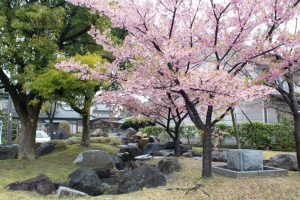 万葉公園高松分園、河津桜、3月の春の花、愛知県一宮市の観光・撮影スポットの画像と写真