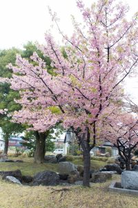 万葉公園高松分園、河津桜、3月の春の花、愛知県一宮市の観光・撮影スポットの画像と写真万葉公園高松分園、河津桜、3月の春の花、愛知県一宮市の観光・撮影スポットの画像と写真
