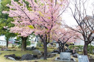 万葉公園高松分園、河津桜、3月の春の花、愛知県一宮市の観光・撮影スポットの画像と写真万葉公園高松分園、河津桜、3月の春の花、愛知県一宮市の観光・撮影スポットの画像と写真