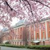 名古屋市市政資料館、オオカンザクラ、3月の春の花、名古屋市東区の観光・撮影スポットの画像と写真