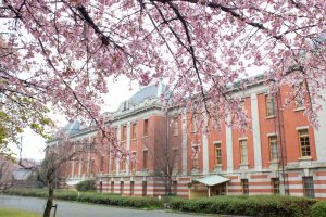 名古屋市市政資料館、オオカンザクラ、3月の春の花、名古屋市東区の観光・撮影スポットの画像と写真