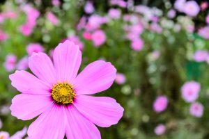庄内緑地公園、コスモス、10月の秋の花、名古屋市西区の観光・撮影スポットの画像と写真