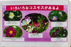 庄内緑地公園、コスモス、10月の秋の花、名古屋市西区の観光・撮影スポットの画像と写真