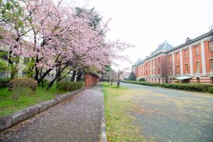 名古屋市市政資料館、オオカンザクラ、3月の春の花、名古屋市東区の観光・撮影スポットの画像と写真