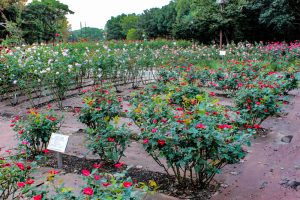 庄内緑地公園、バラ 10月の秋の花、名古屋市西区の観光・撮影スポットの画像と写真