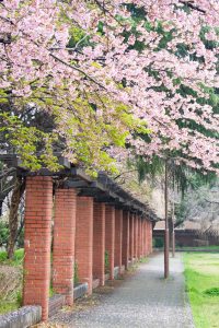 名古屋市市政資料館、オオカンザクラ、3月の春の花、名古屋市東区の観光・撮影スポットの画像と写真