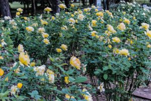 庄内緑地公園、バラ 10月の秋の花、名古屋市西区の観光・撮影スポットの画像と写真