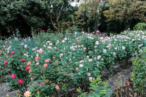 庄内緑地公園、バラ 10月の秋の花、名古屋市西区の観光・撮影スポットの画像と写真