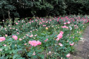 庄内緑地公園、バラ 10月の秋の花、名古屋市西区の観光・撮影スポットの画像と写真