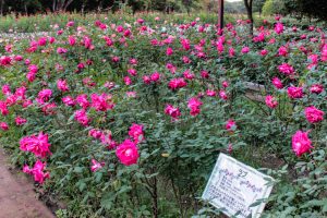 庄内緑地公園、バラ 10月の秋の花、名古屋市西区の観光・撮影スポットの画像と写真