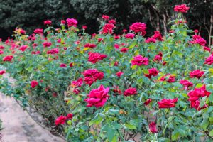 庄内緑地公園、バラ 10月の秋の花、名古屋市西区の観光・撮影スポットの画像と写真