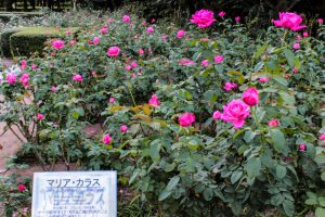 庄内緑地公園、バラ 10月の秋の花、名古屋市西区の観光・撮影スポットの画像と写真庄内緑地公園、バラ 10月の秋の花、名古屋市西区の観光・撮影スポットの画像と写真