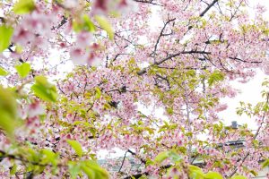 名古屋市市政資料館、オオカンザクラ、3月の春の花、名古屋市東区の観光・撮影スポットの画像と写真名古屋市市政資料館、オオカンザクラ、3月の春の花、名古屋市東区の観光・撮影スポットの画像と写真