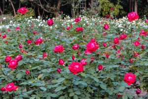 庄内緑地公園、バラ 10月の秋の花、名古屋市西区の観光・撮影スポットの画像と写真