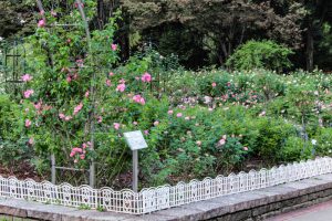 庄内緑地公園、バラ 10月の秋の花、名古屋市西区の観光・撮影スポットの画像と写真