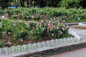 庄内緑地公園、バラ 10月の秋の花、名古屋市西区の観光・撮影スポットの画像と写真
