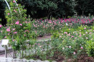 庄内緑地公園、バラ 10月の秋の花、名古屋市西区の観光・撮影スポットの画像と写真