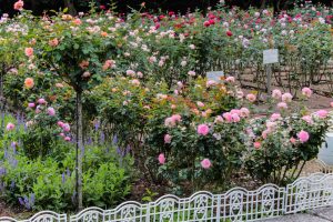 庄内緑地公園、バラ 10月の秋の花、名古屋市西区の観光・撮影スポットの画像と写真