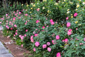 庄内緑地公園、バラ 10月の秋の花、名古屋市西区の観光・撮影スポットの画像と写真