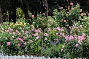 庄内緑地公園、バラ 10月の秋の花、名古屋市西区の観光・撮影スポットの画像と写真
