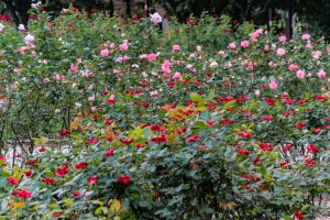 庄内緑地公園、バラ 10月の秋の花、名古屋市西区の観光・撮影スポットの画像と写真