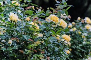 庄内緑地公園、バラ 10月の秋の花、名古屋市西区の観光・撮影スポットの画像と写真