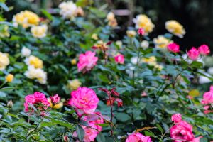 庄内緑地公園、バラ 10月の秋の花、名古屋市西区の観光・撮影スポットの画像と写真
