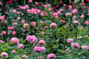庄内緑地公園、バラ 10月の秋の花、名古屋市西区の観光・撮影スポットの画像と写真