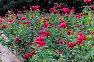 庄内緑地公園、バラ 10月の秋の花、名古屋市西区の観光・撮影スポットの画像と写真