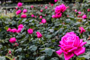 庄内緑地公園、バラ 10月の秋の花、名古屋市西区の観光・撮影スポットの画像と写真