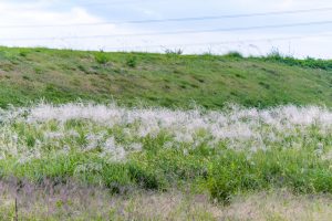 庄内緑地公園、ススキ、10月の秋の花、名古屋市西区の観光・撮影スポットの画像と写真
