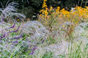 庄内緑地公園、ススキ、10月の秋の花、名古屋市西区の観光・撮影スポットの画像と写真