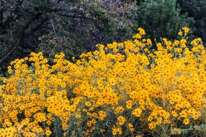 庄内緑地公園、10月の秋の花、名古屋市西区の観光・撮影スポットの画像と写真