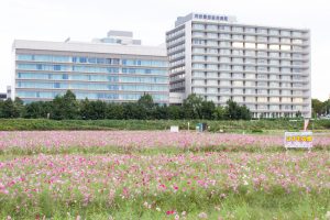 刈谷市コスモス畑、刈谷豊田総合病院、元刈谷環境保全会、10月の秋の花、愛知県刈谷市の観光・撮影スポットの画像と写真