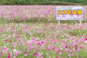 刈谷市コスモス畑、元刈谷環境保全会、10月の秋の花、愛知県刈谷市の観光・撮影スポットの画像と写真