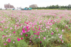 刈谷市コスモス畑、元刈谷環境保全会、10月の秋の花、愛知県刈谷市の観光・撮影スポットの画像と写真