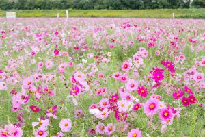 刈谷市コスモス畑、元刈谷環境保全会、10月の秋の花、愛知県刈谷市の観光・撮影スポットの画像と写真刈谷市コスモス畑、元刈谷環境保全会、10月の秋の花、愛知県刈谷市の観光・撮影スポットの画像と写真