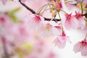 名古屋市市政資料館、オオカンザクラ、3月の春の花、名古屋市東区の観光・撮影スポットの画像と写真