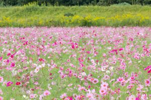 刈谷市コスモス畑、元刈谷環境保全会、10月の秋の花、愛知県刈谷市の観光・撮影スポットの画像と写真刈谷市コスモス畑、元刈谷環境保全会、10月の秋の花、愛知県刈谷市の観光・撮影スポットの画像と写真