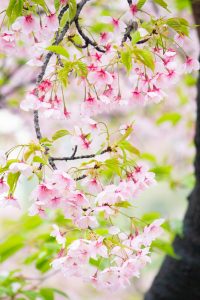 名古屋市市政資料館、オオカンザクラ、3月の春の花、名古屋市東区の観光・撮影スポットの画像と写真