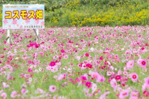 刈谷市コスモス畑、元刈谷環境保全会、10月の秋の花、愛知県刈谷市の観光・撮影スポットの画像と写真