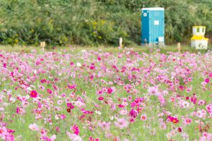 刈谷市コスモス畑、元刈谷環境保全会、10月の秋の花、愛知県刈谷市の観光・撮影スポットの画像と写真
