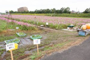 刈谷市コスモス畑、元刈谷環境保全会、10月の秋の花、愛知県刈谷市の観光・撮影スポットの画像と写真刈谷市コスモス畑、元刈谷環境保全会、10月の秋の花、愛知県刈谷市の観光・撮影スポットの画像と写真