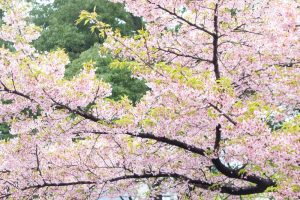 名古屋市市政資料館、オオカンザクラ、3月の春の花、名古屋市東区の観光・撮影スポットの画像と写真