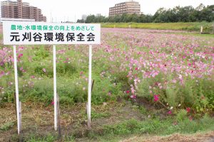 刈谷市コスモス畑、元刈谷環境保全会、10月の秋の花、愛知県刈谷市の観光・撮影スポットの画像と写真