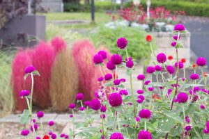 フローラルガーデンよさみ、、10月の秋の花、愛知県刈谷市の観光・撮影スポットの画像と写真